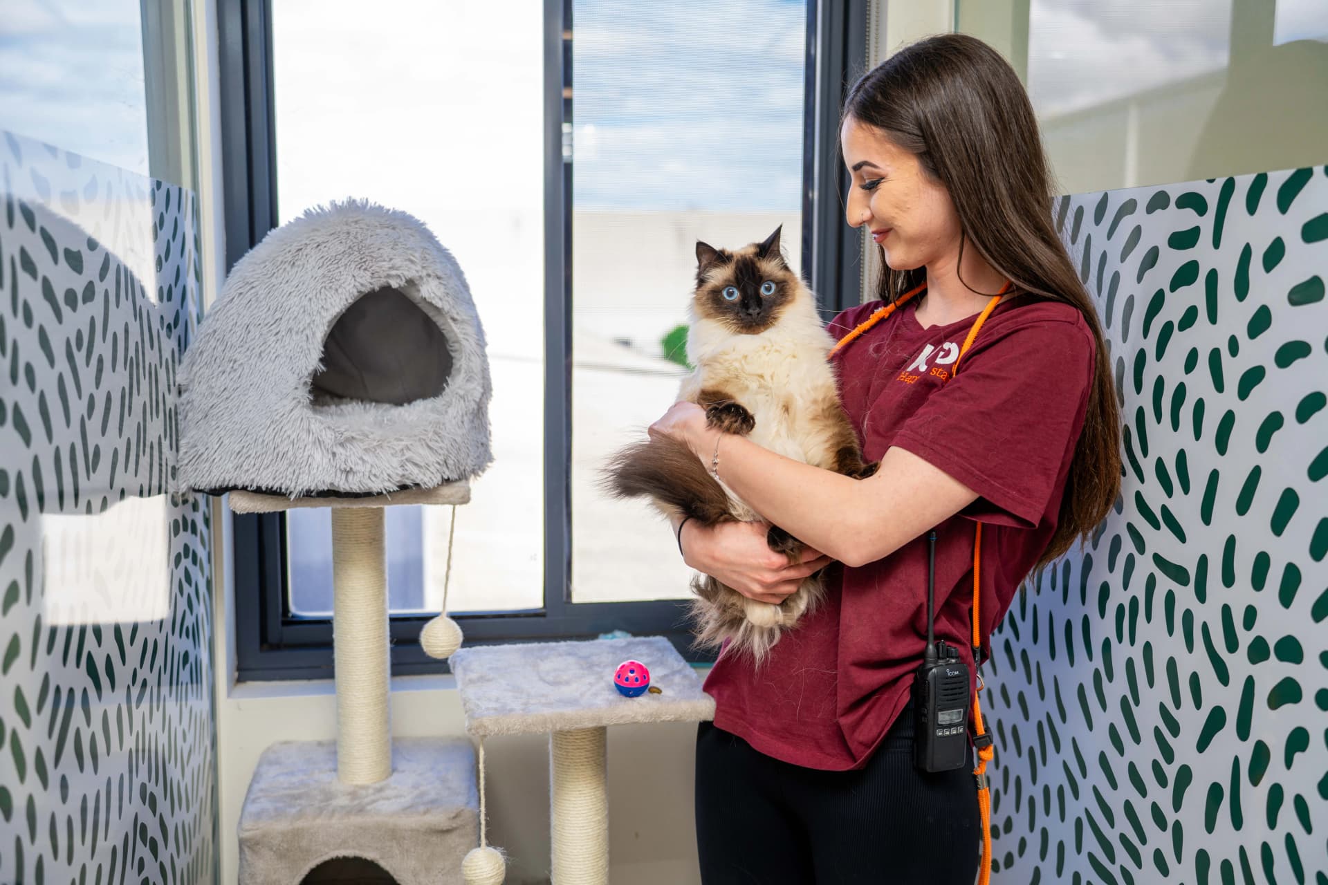 Cat Penthouse Suite image 1