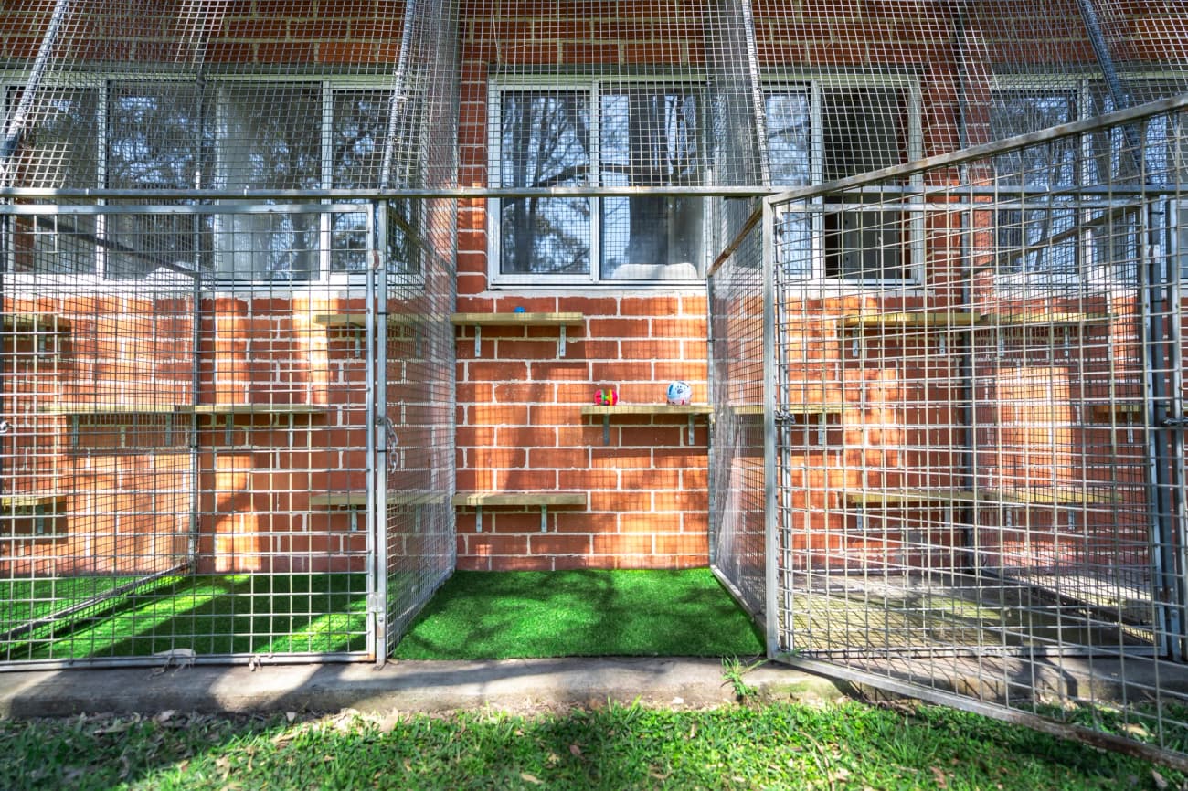 Classic Cat Room image 4