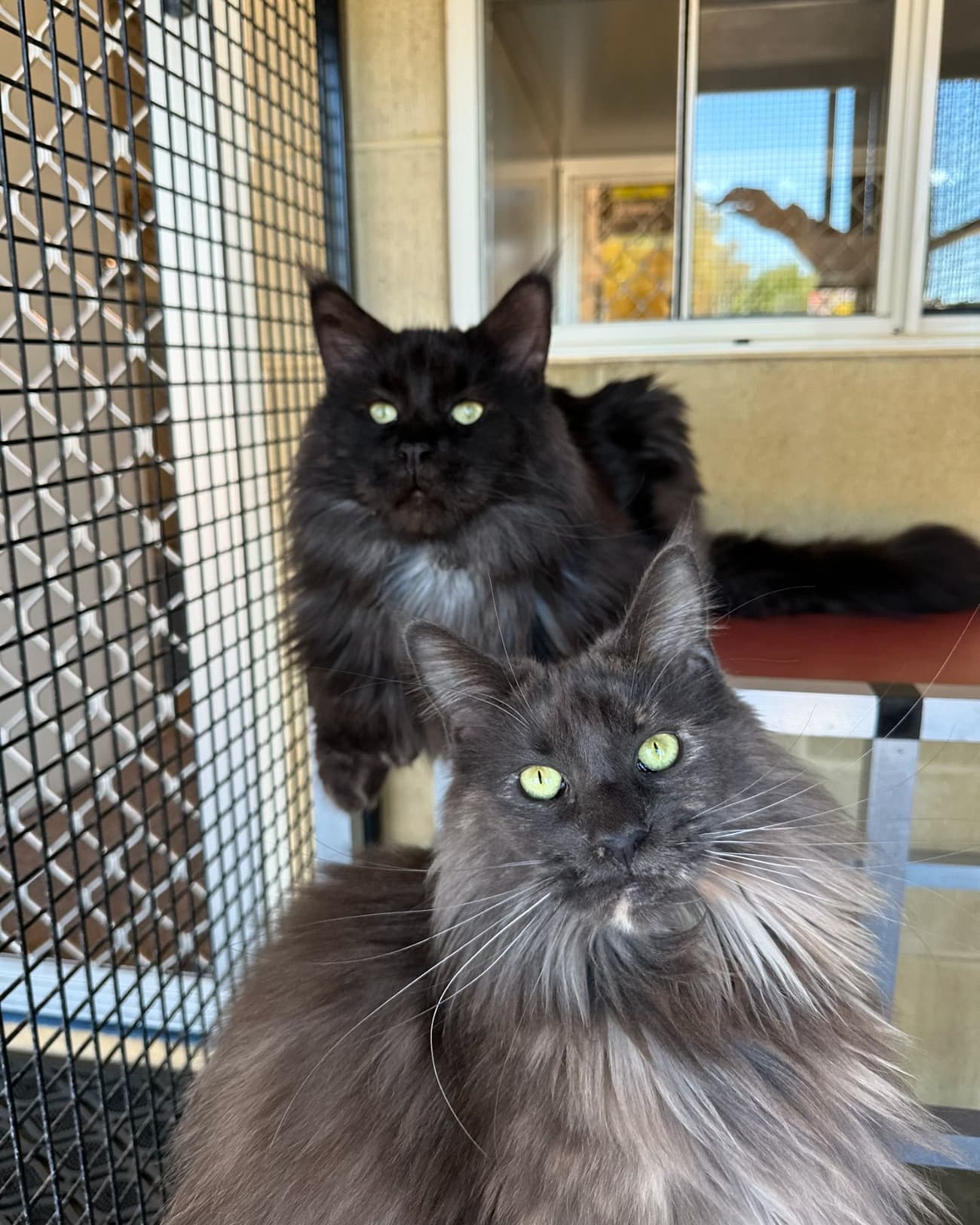 Deluxe Cat Suites image