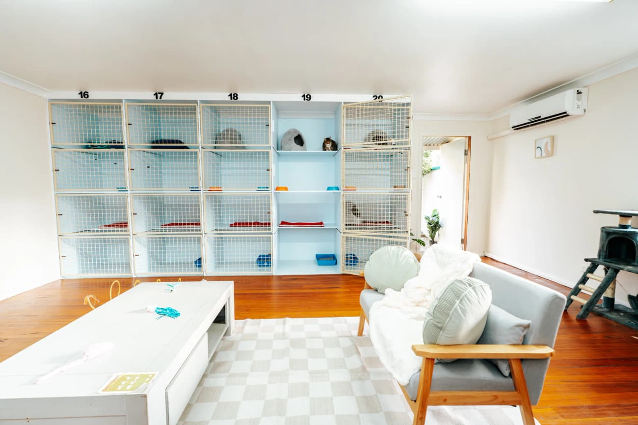 Classic Cat Room image 4