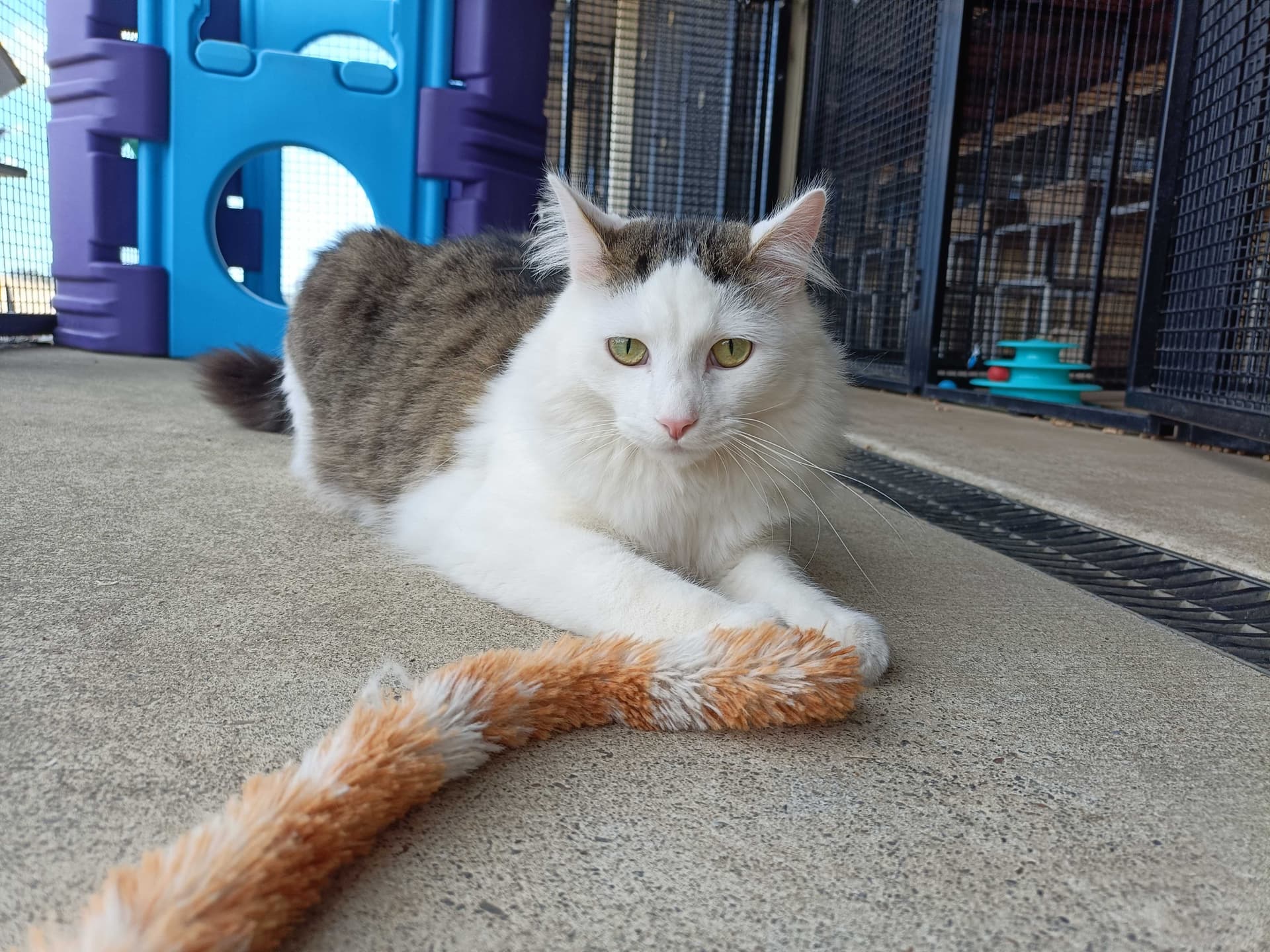 Deluxe Cat Suites image 3