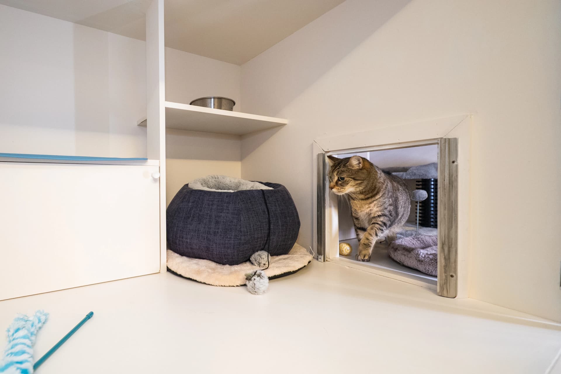 Classic Cat Room image 1