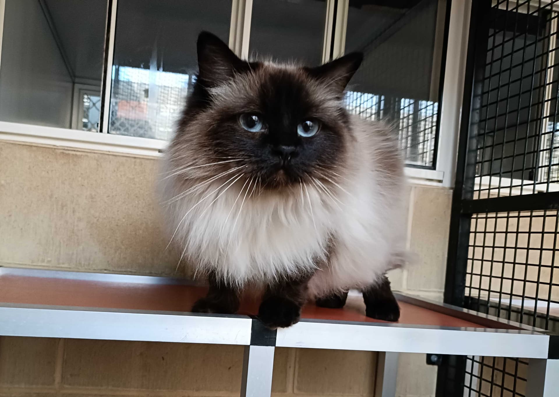 Deluxe Cat Suites image 1