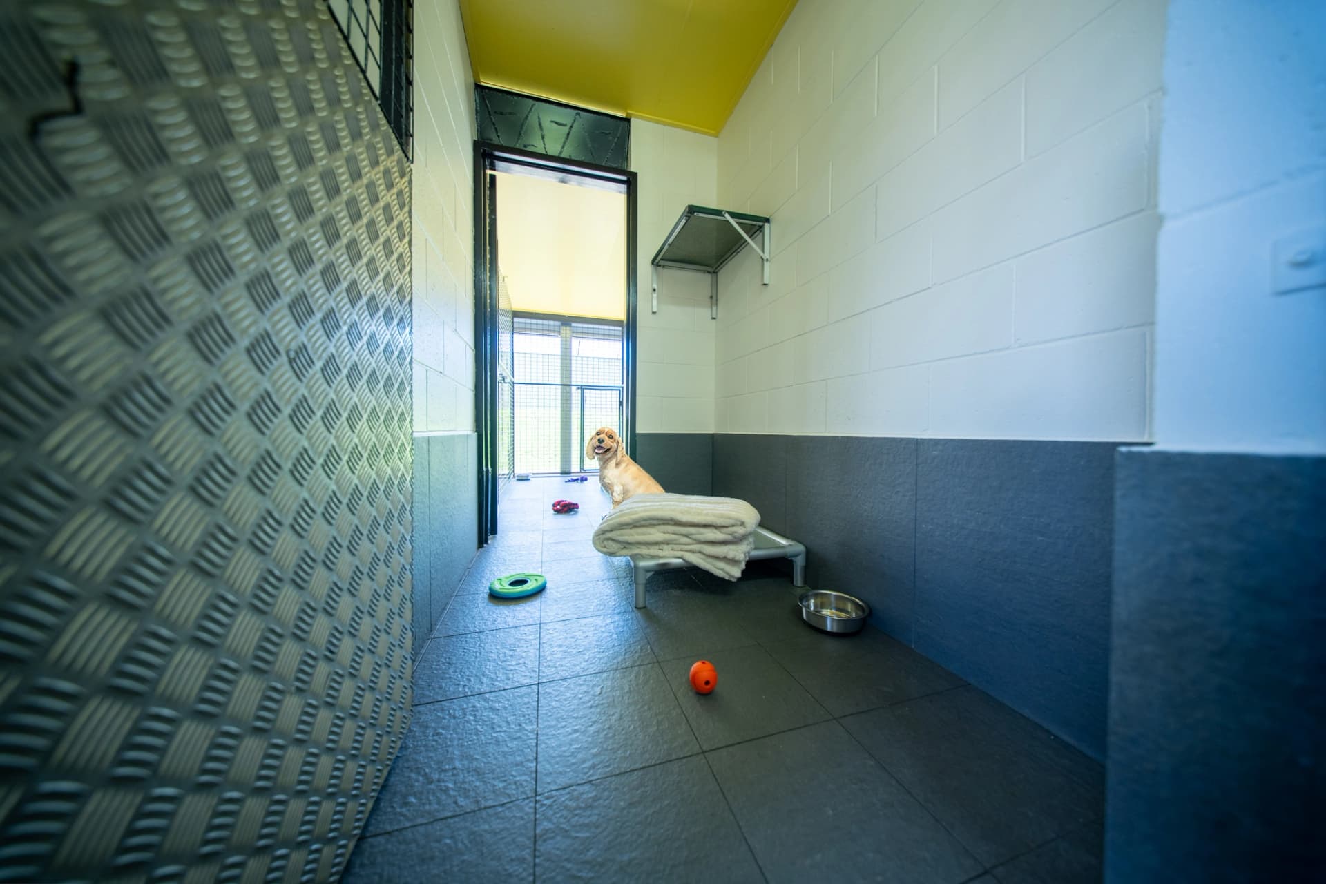 Classic Room (Doggy Dorm) image 1