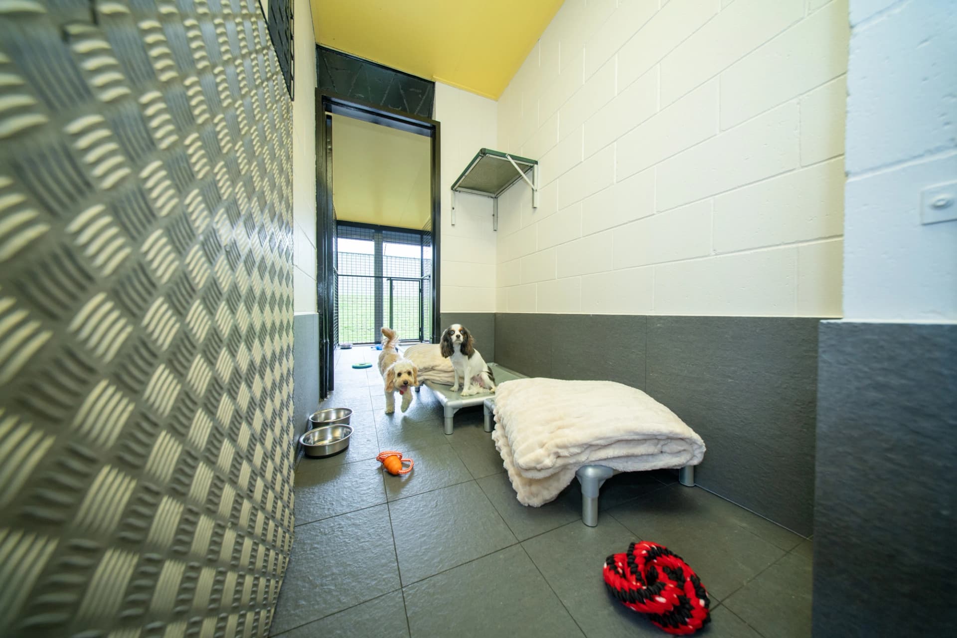 Classic Room (Doggy Dorm) image 3