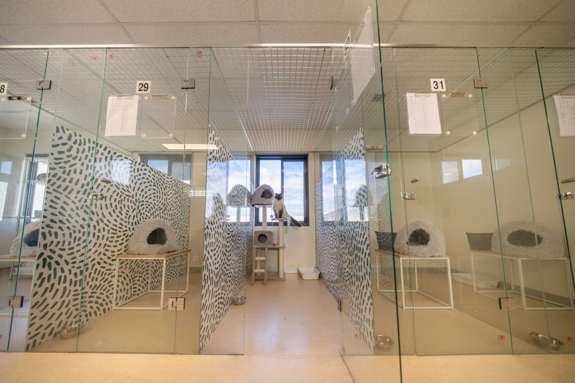 Cat Penthouse Suite image 2