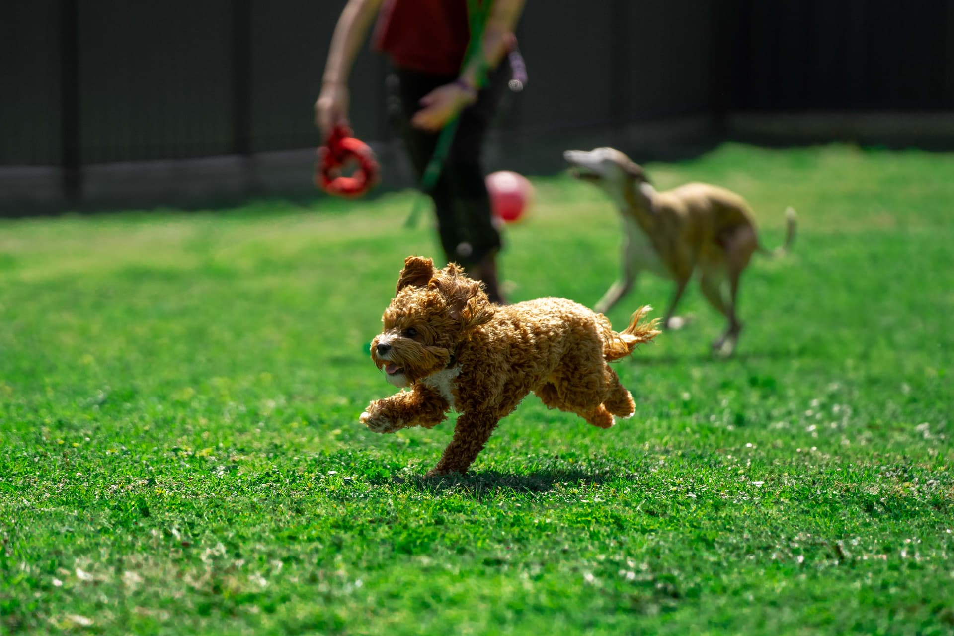 Paddock Playtime image