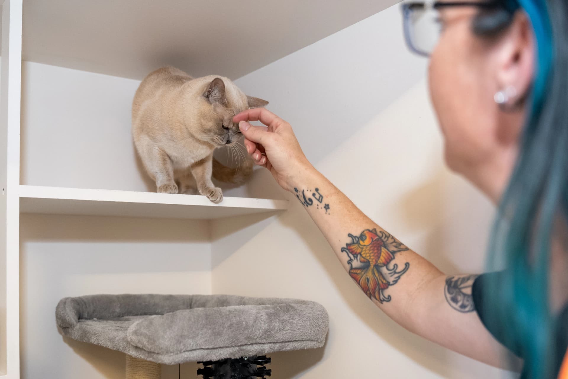 Classic Cat Room image 4