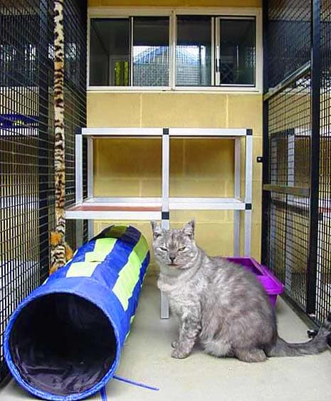 Deluxe Cat Suites image 3