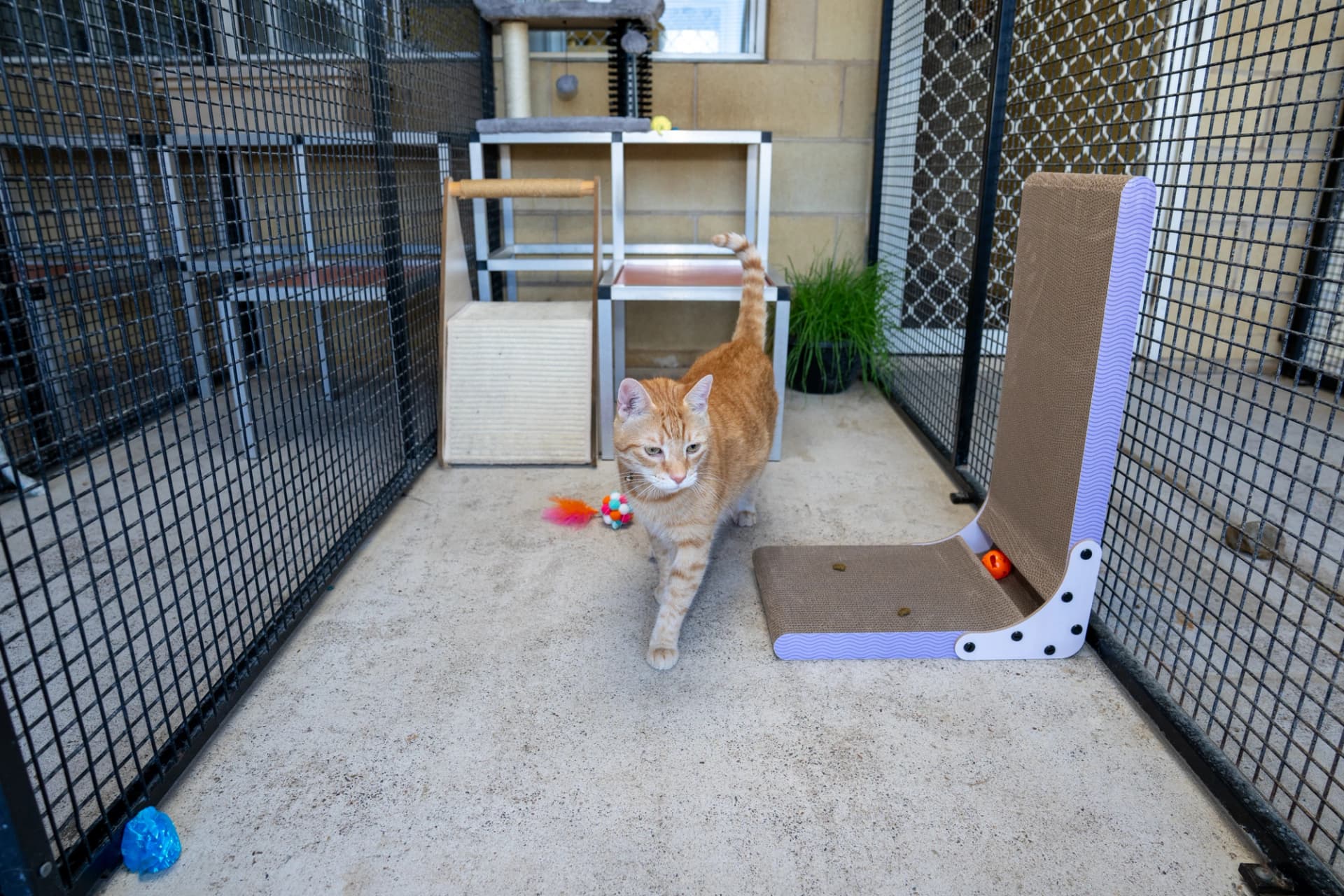 Deluxe Cat Suites image 2