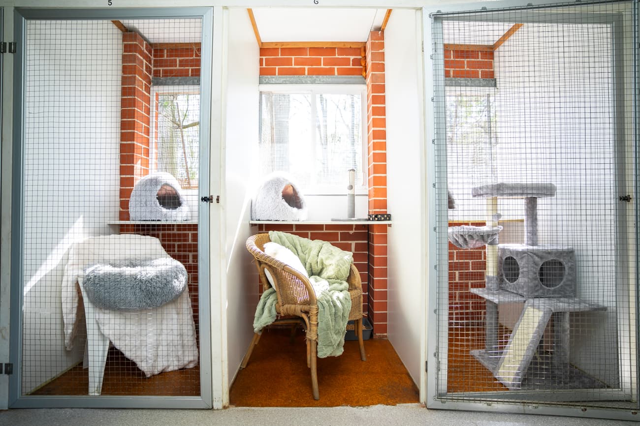 Classic Cat Room image