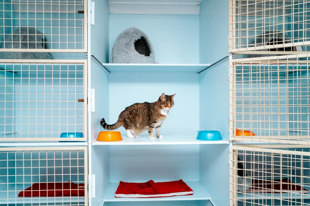 Classic Cat Room image 1