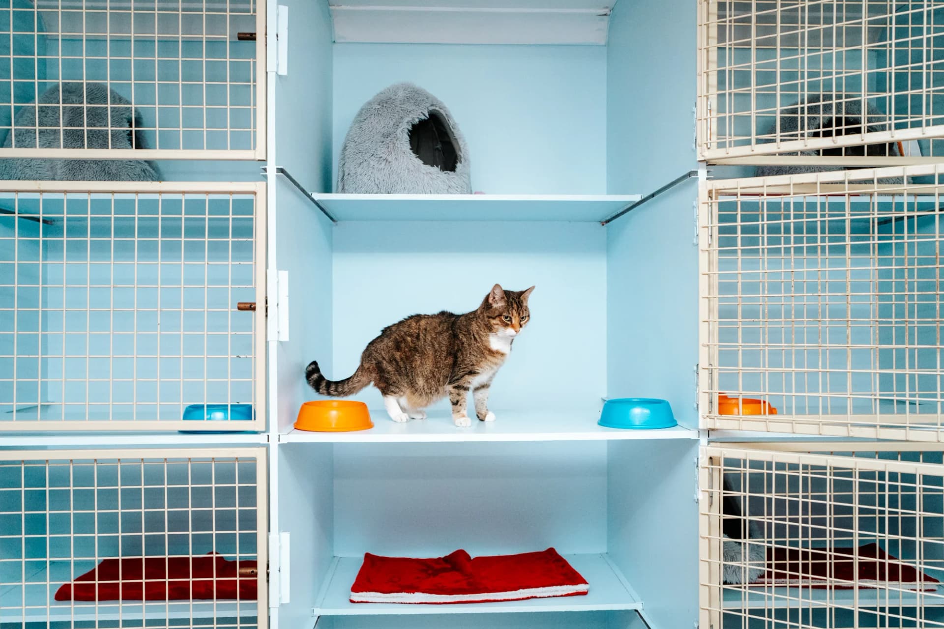 Classic Cat Room image 1