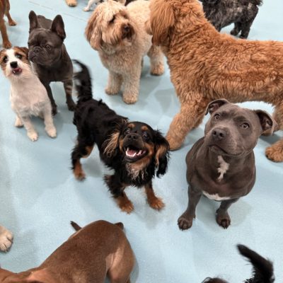 All about doggy daycare