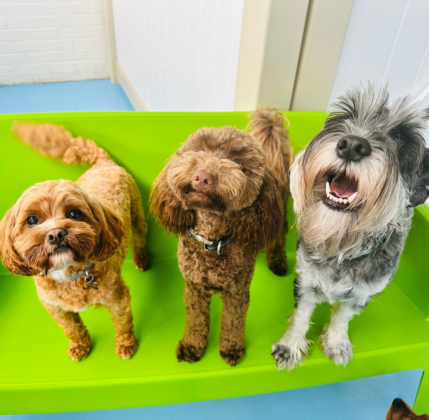 All about doggy daycare