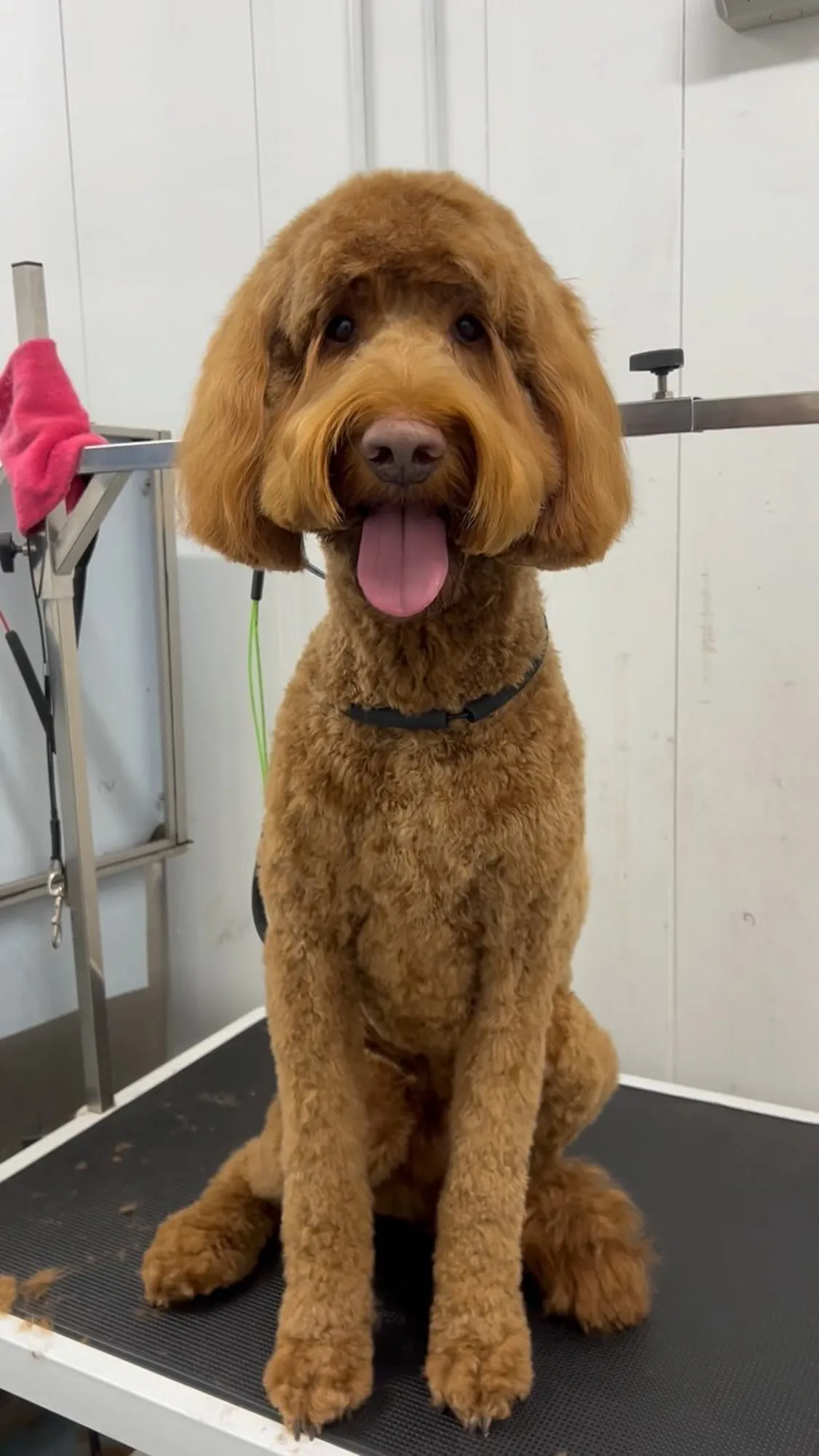 Dog Grooming Hobart