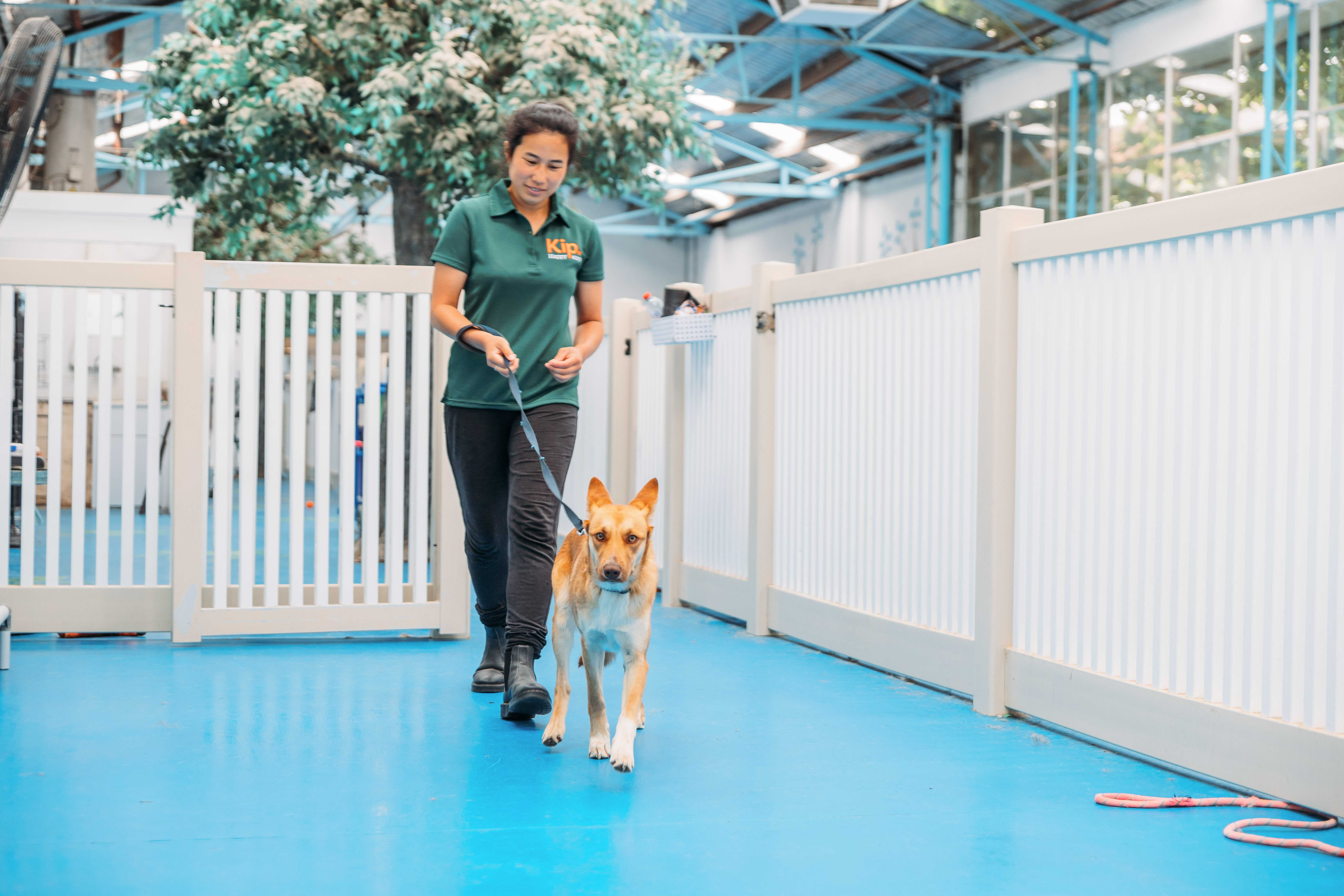 Experienced & Professional Dog Trainers