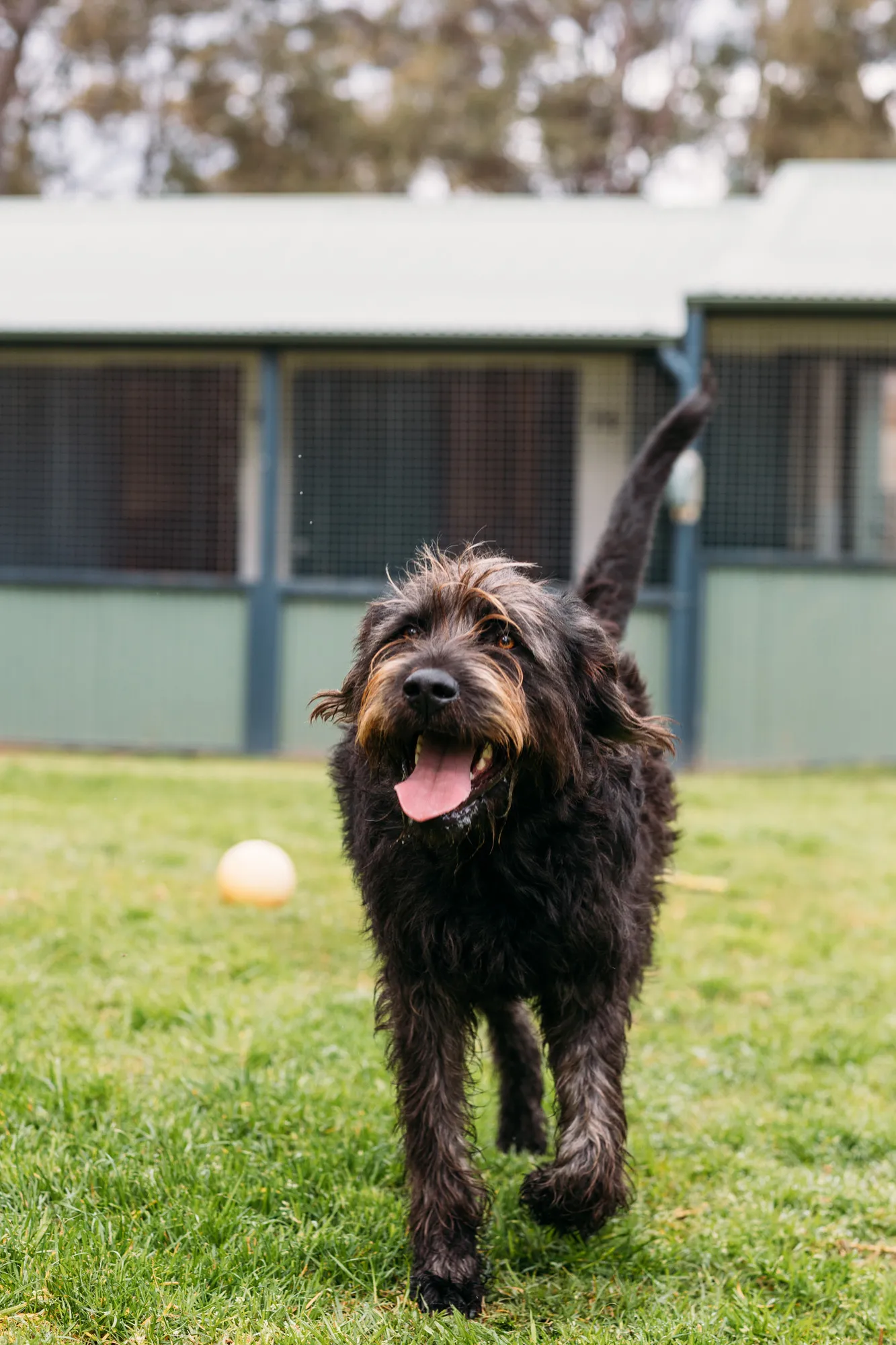 Dog Boarding Tasmania