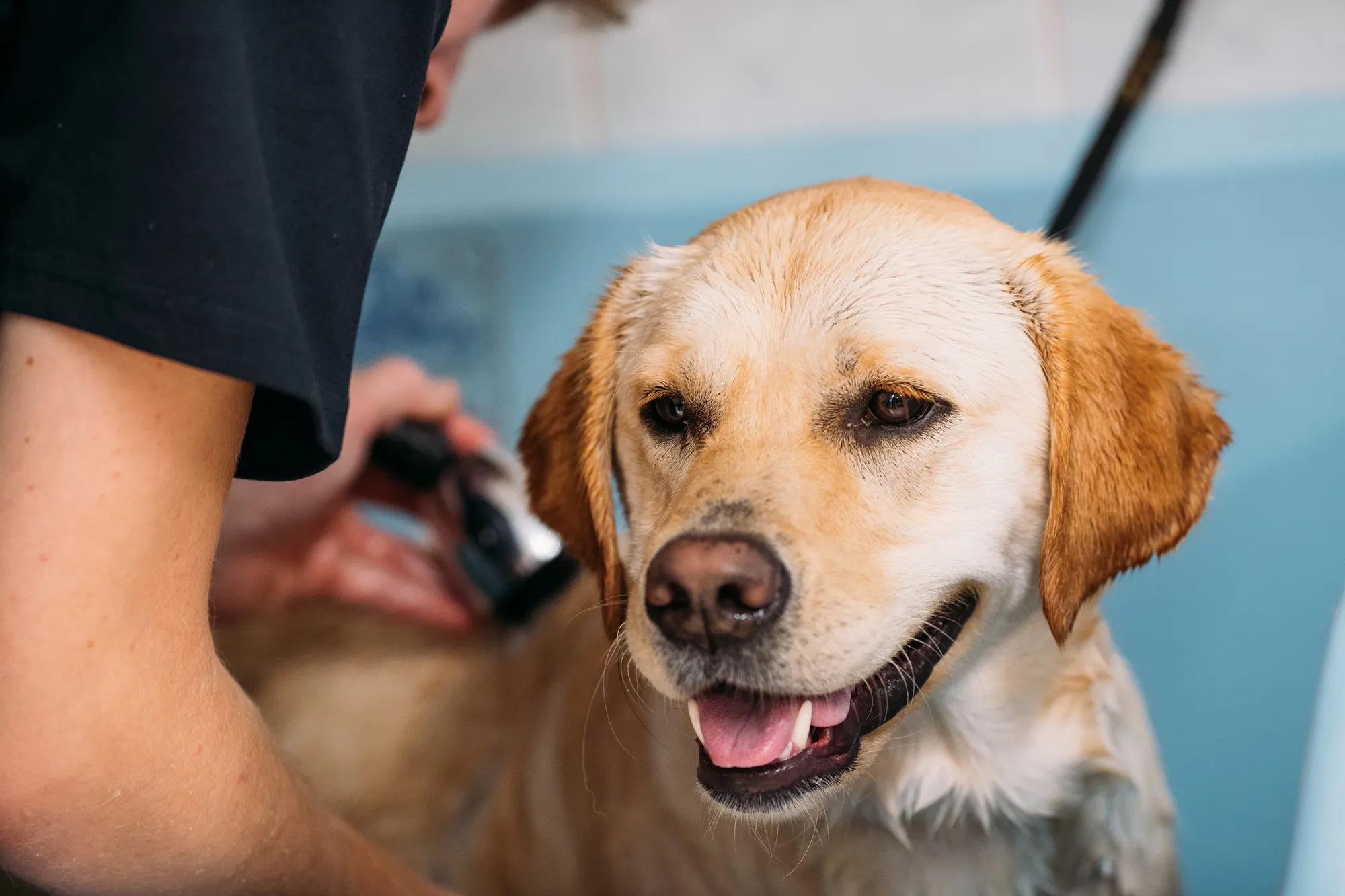 Dog Grooming NSW