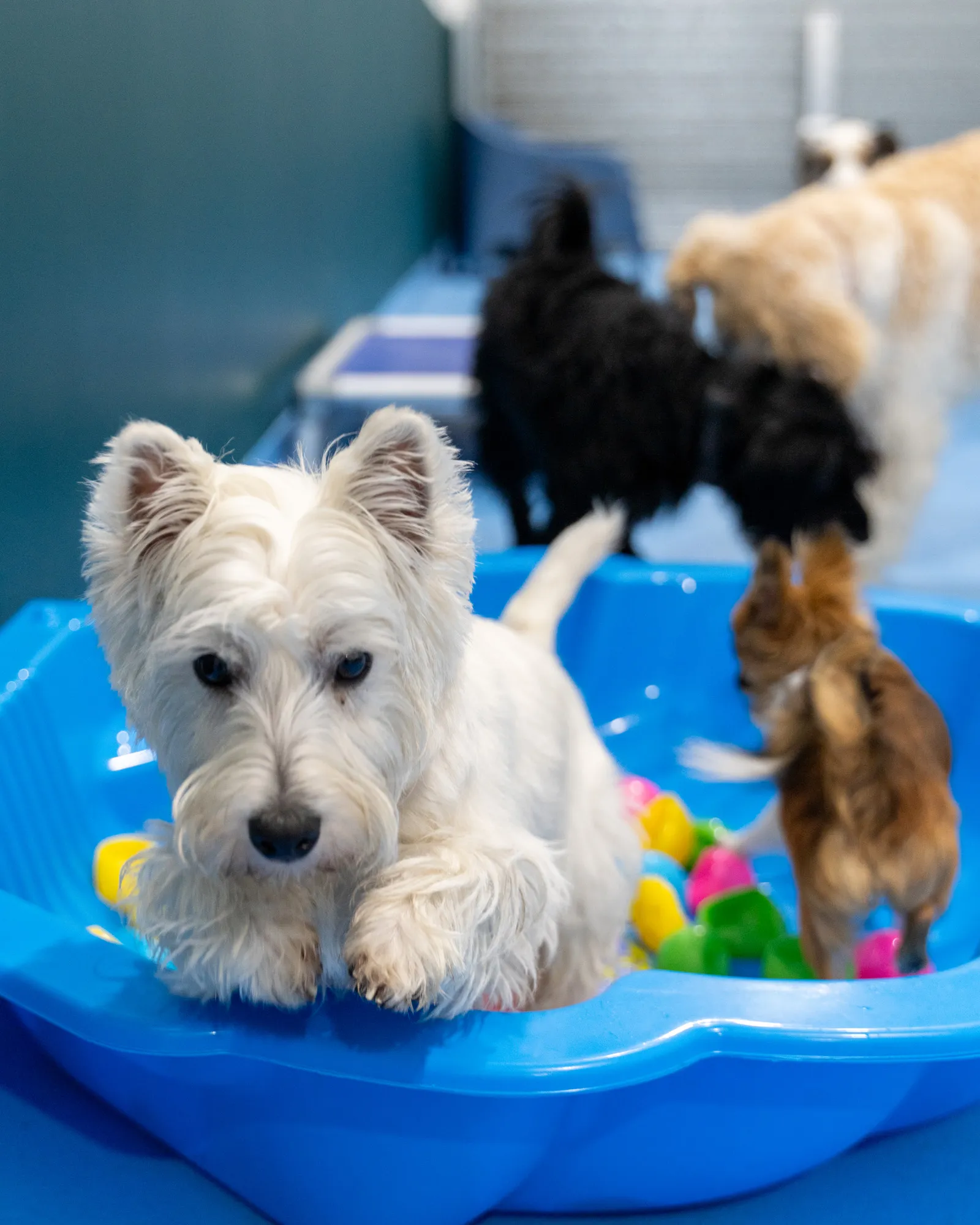 Dog Daycare Queensland