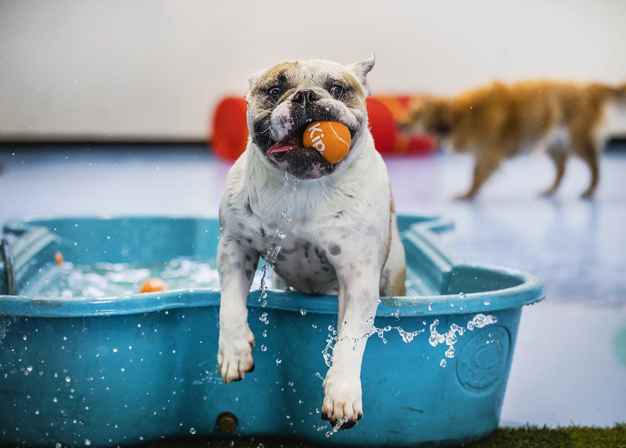 Dog Daycare Victoria