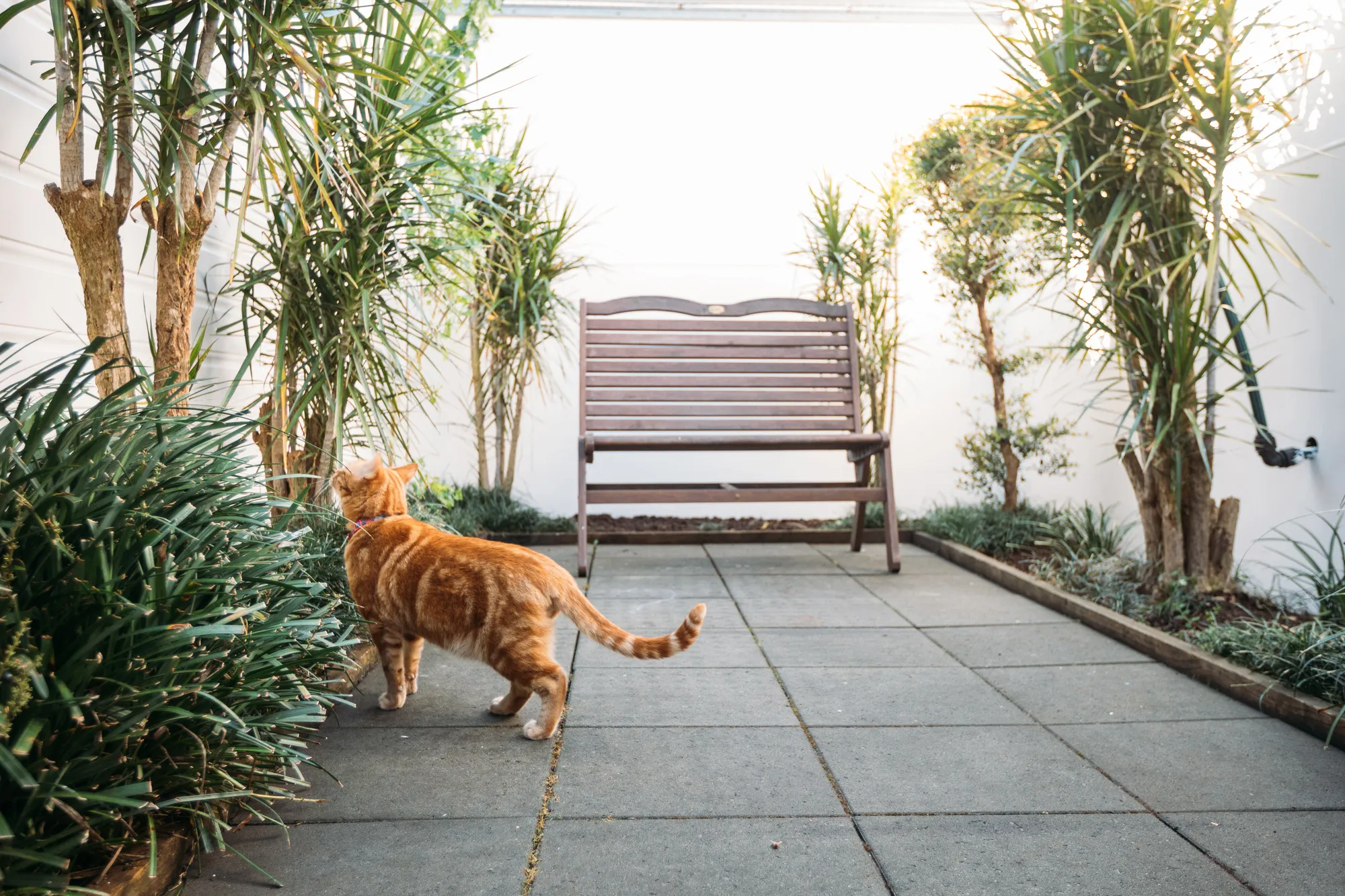 Cat Boarding Sydney