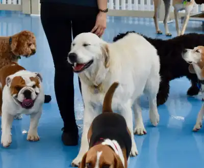 Book Dog Boarding in Sydney