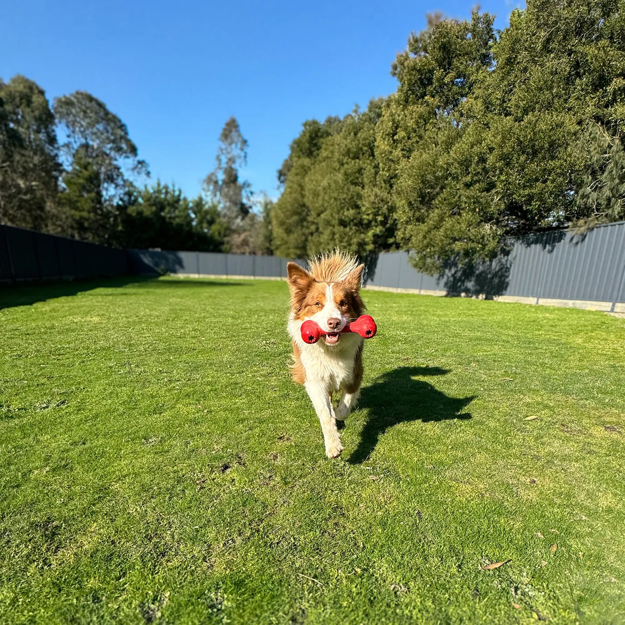 Dog Boarding Mornington Peninsula